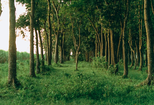 green grass and trees during daytime