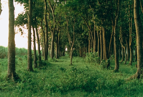 green grass and trees during daytime