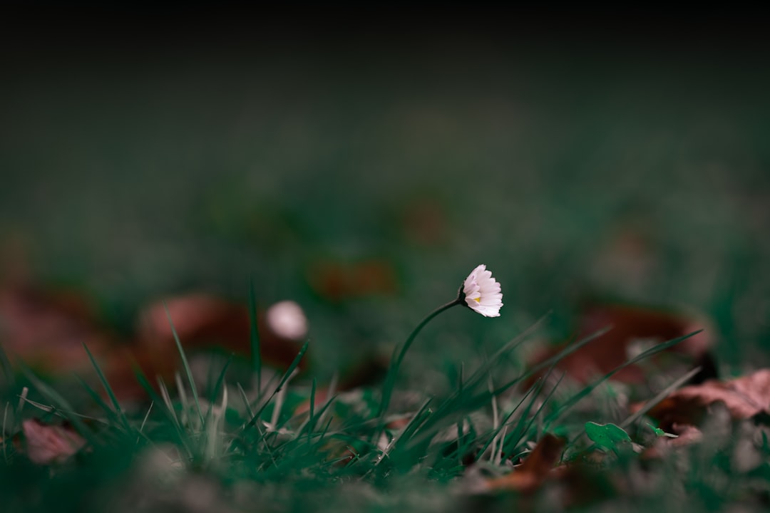 white flower on green grass