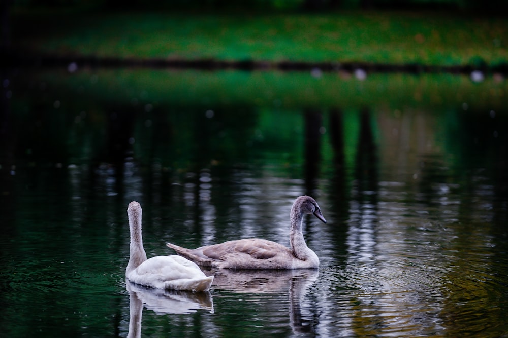 white swan on water during daytime