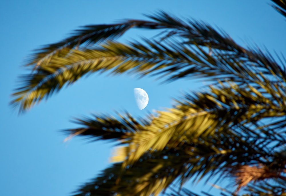 green palm tree under blue sky during daytime