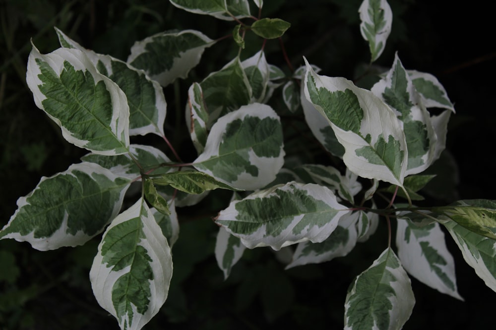 planta de folhas verdes e brancas