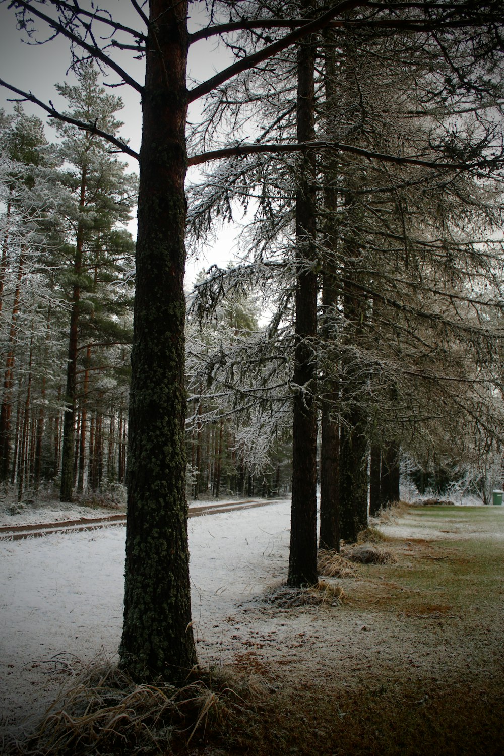 雪に覆われた地面に葉のない木々