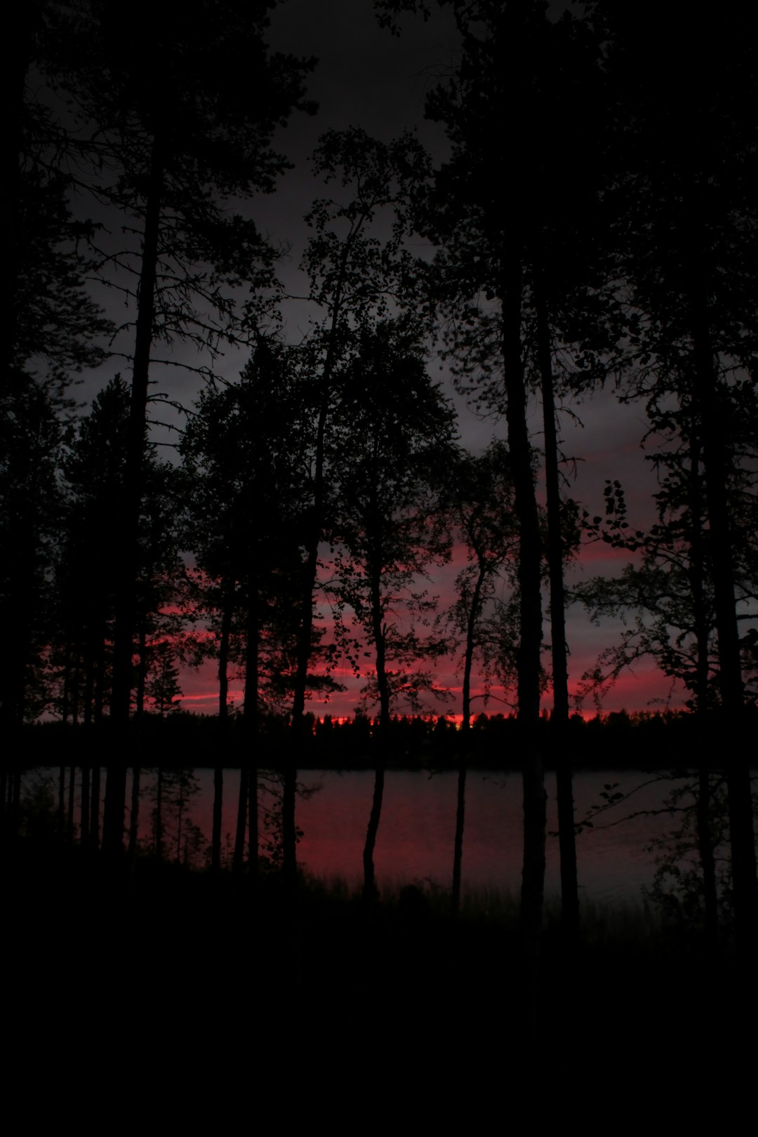 silhouette of trees during sunset