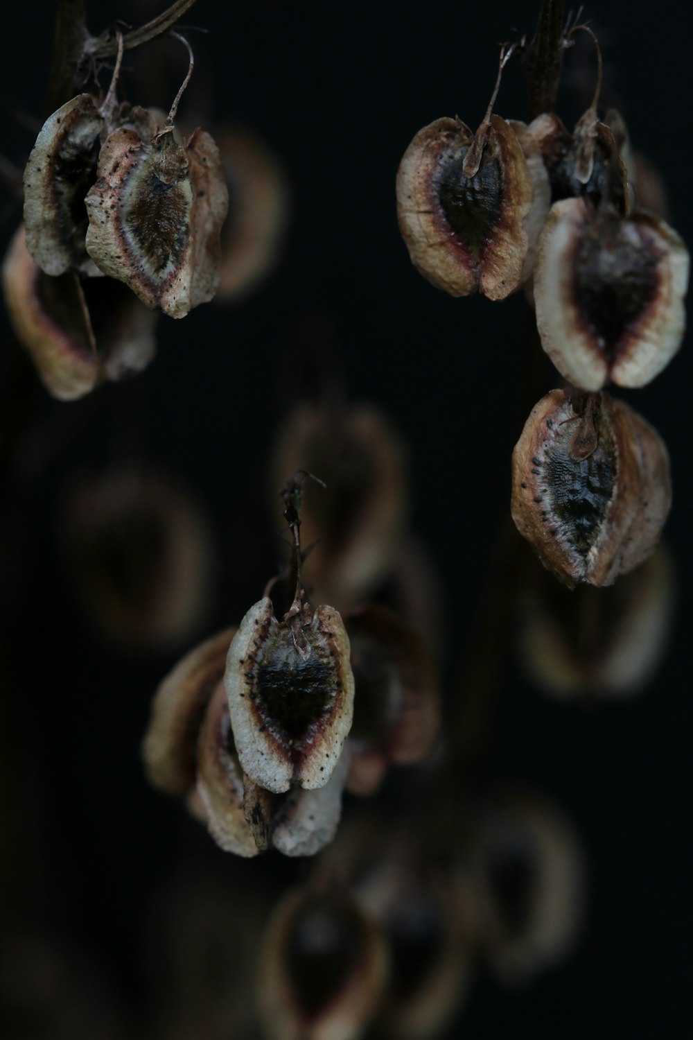 brown and white plant stem