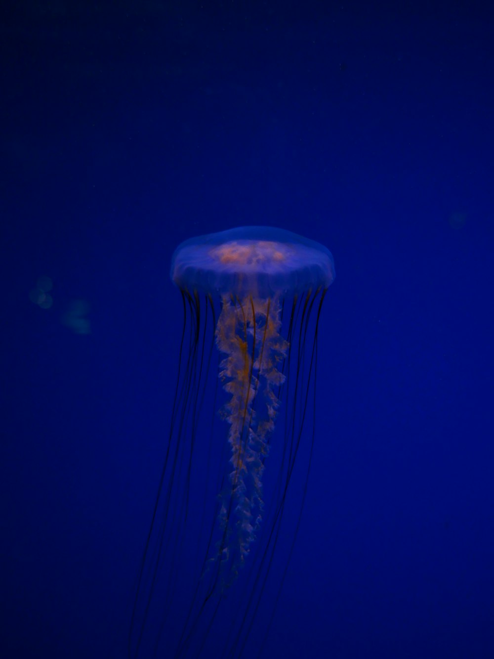 brown jellyfish in blue water