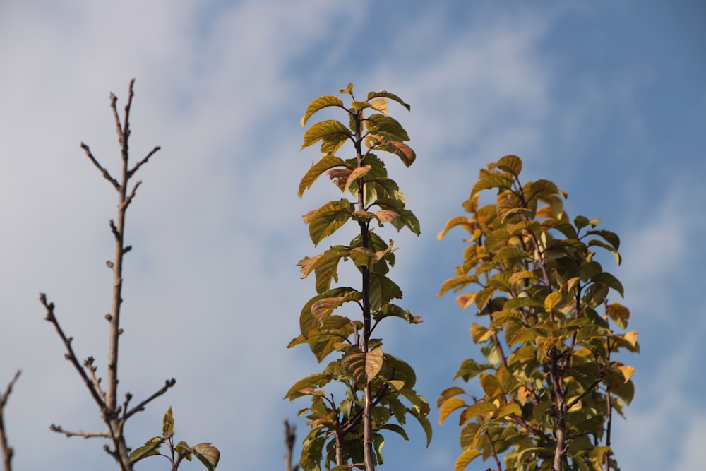 green and yellow leaves under white clouds and blue sky during daytime