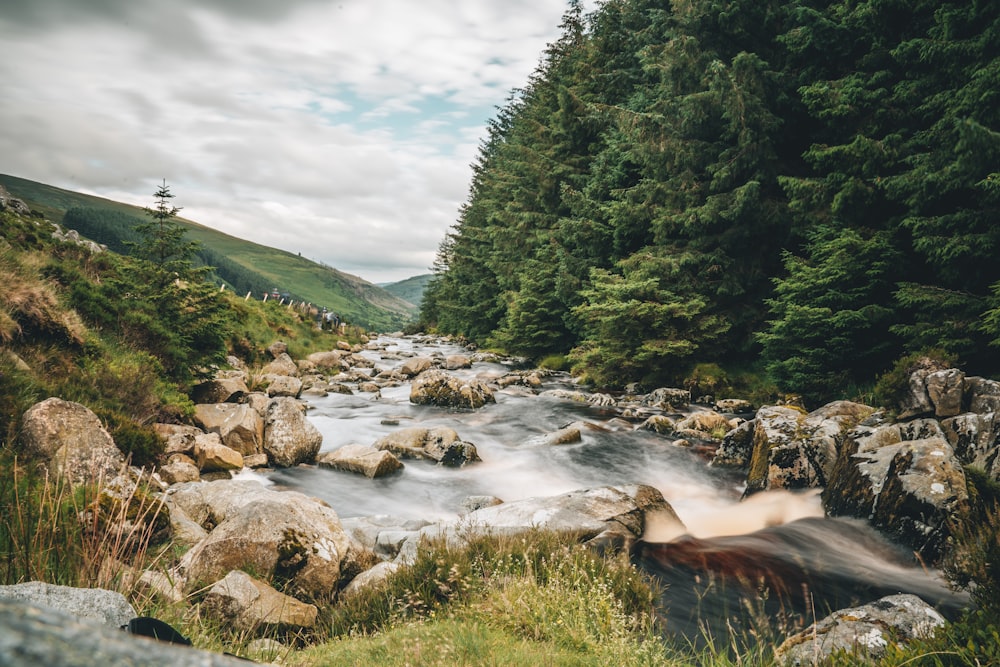 green trees beside river under cloudy sky during daytime