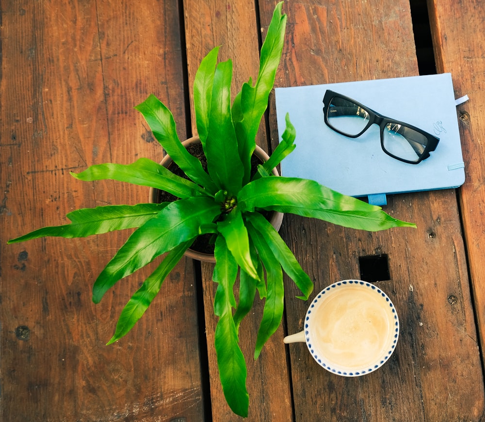 green plant beside black framed eyeglasses on brown wooden table