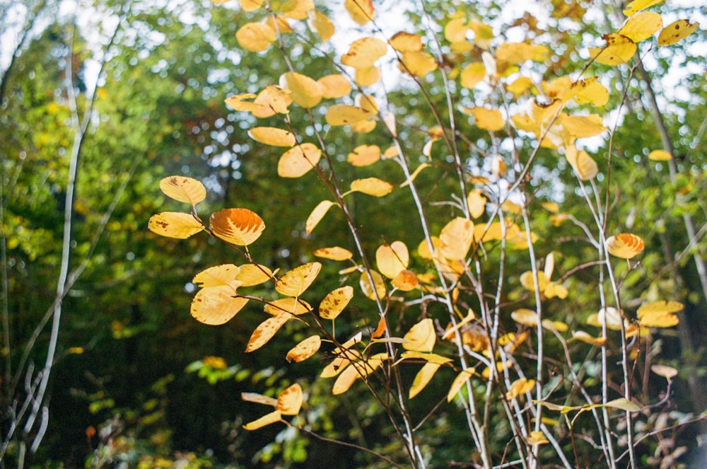 yellow leaves on tree branch during daytime