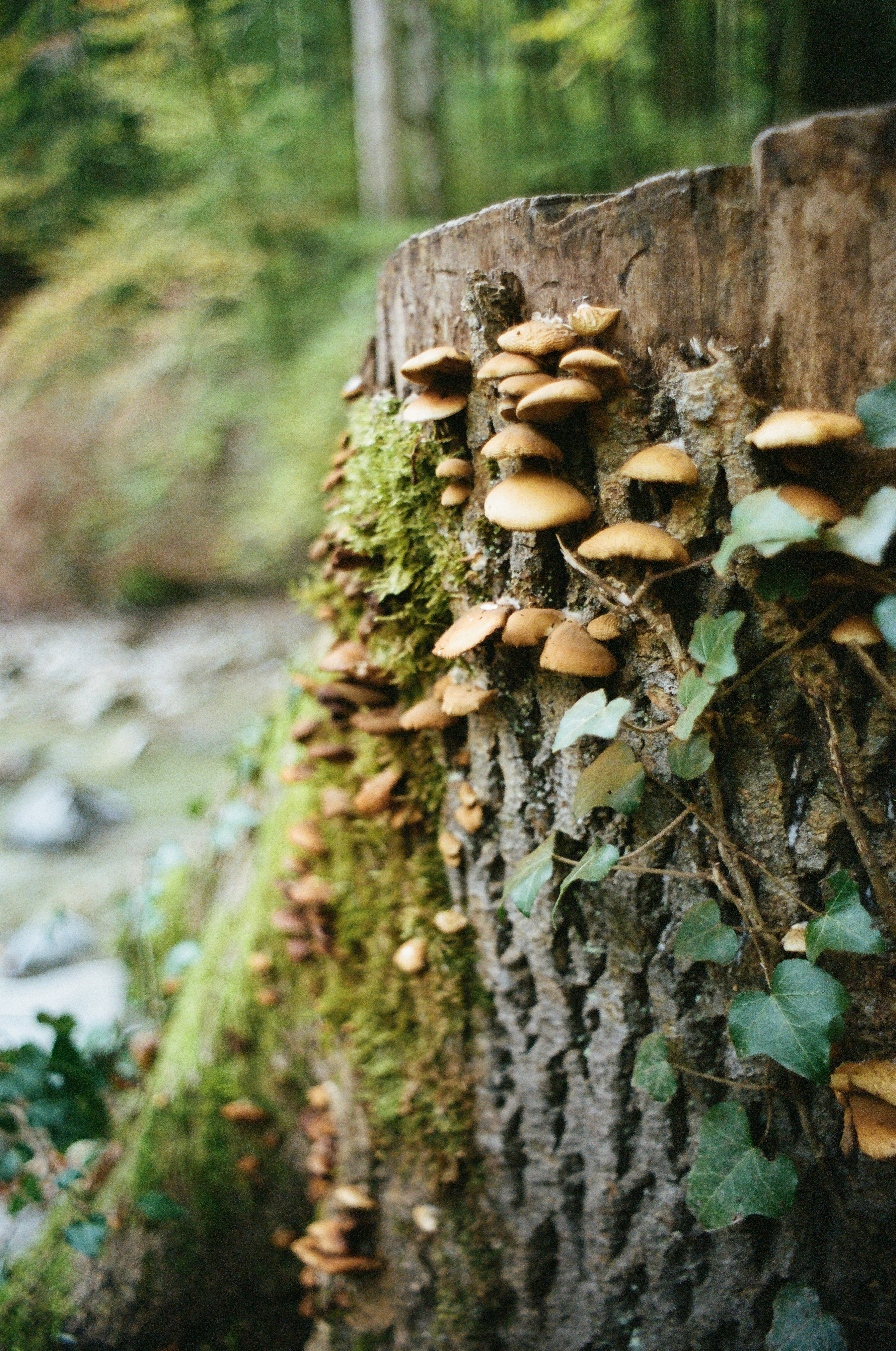 brown mushrooms on brown tree trunk