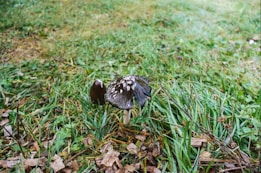A dark-colored mushroom with a textured cap is situated in an area of lush grass and scattered wood chips. The surrounding environment appears natural and slightly damp, contributing to a serene, earthy setting.
