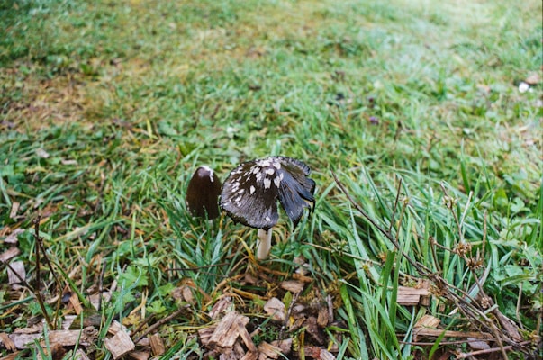 A dark-colored mushroom with a textured cap is situated in an area of lush grass and scattered wood chips. The surrounding environment appears natural and slightly damp, contributing to a serene, earthy setting.