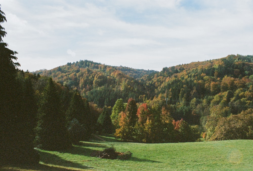 green and brown trees on green grass field during daytime