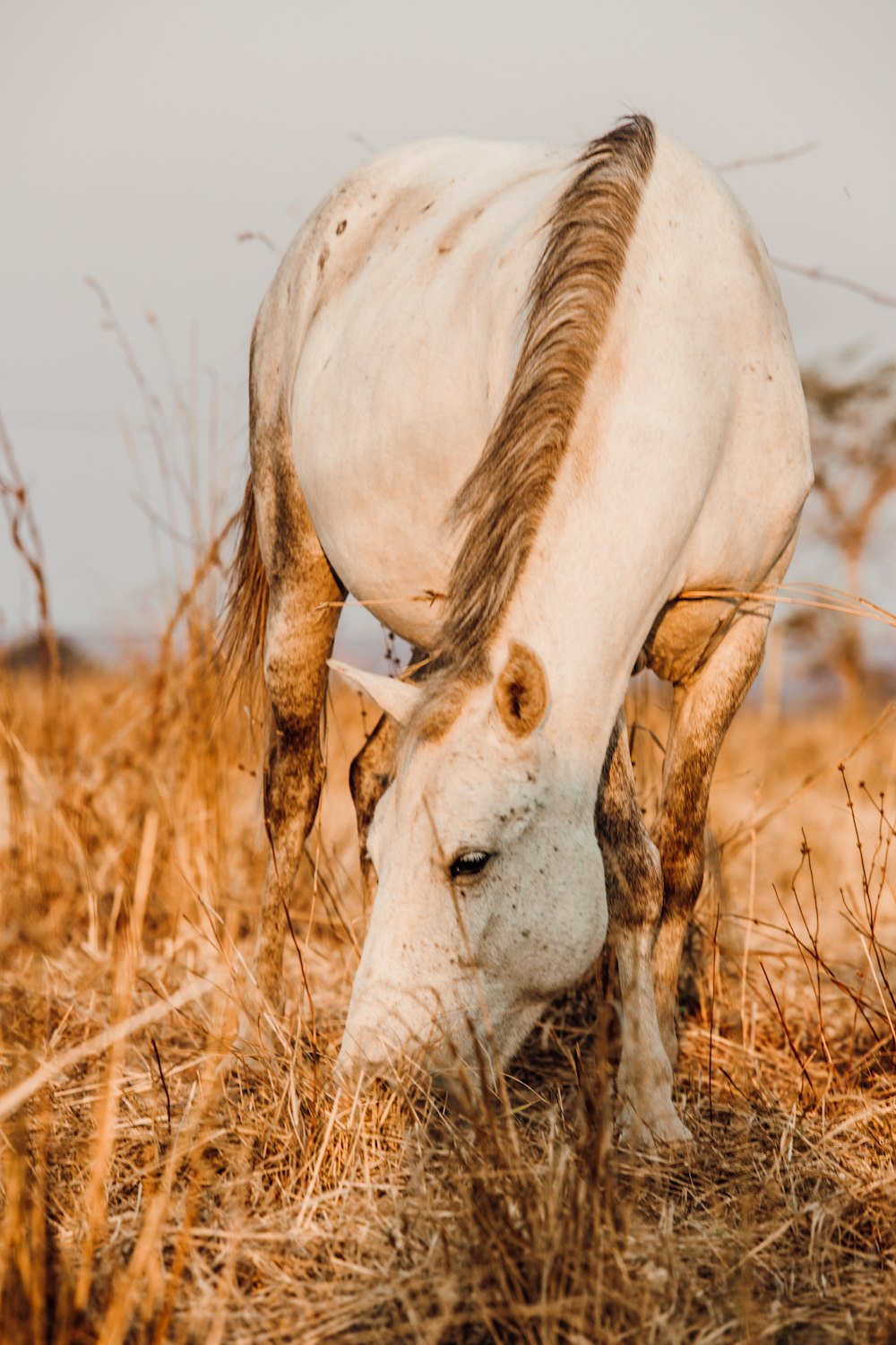 white horse eating grass during daytime