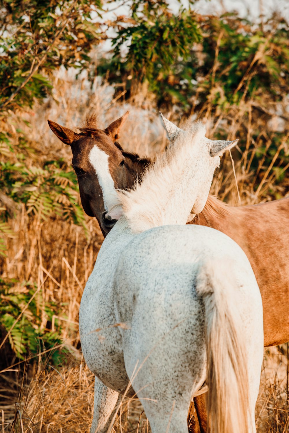 two horses standing next to each other in a field