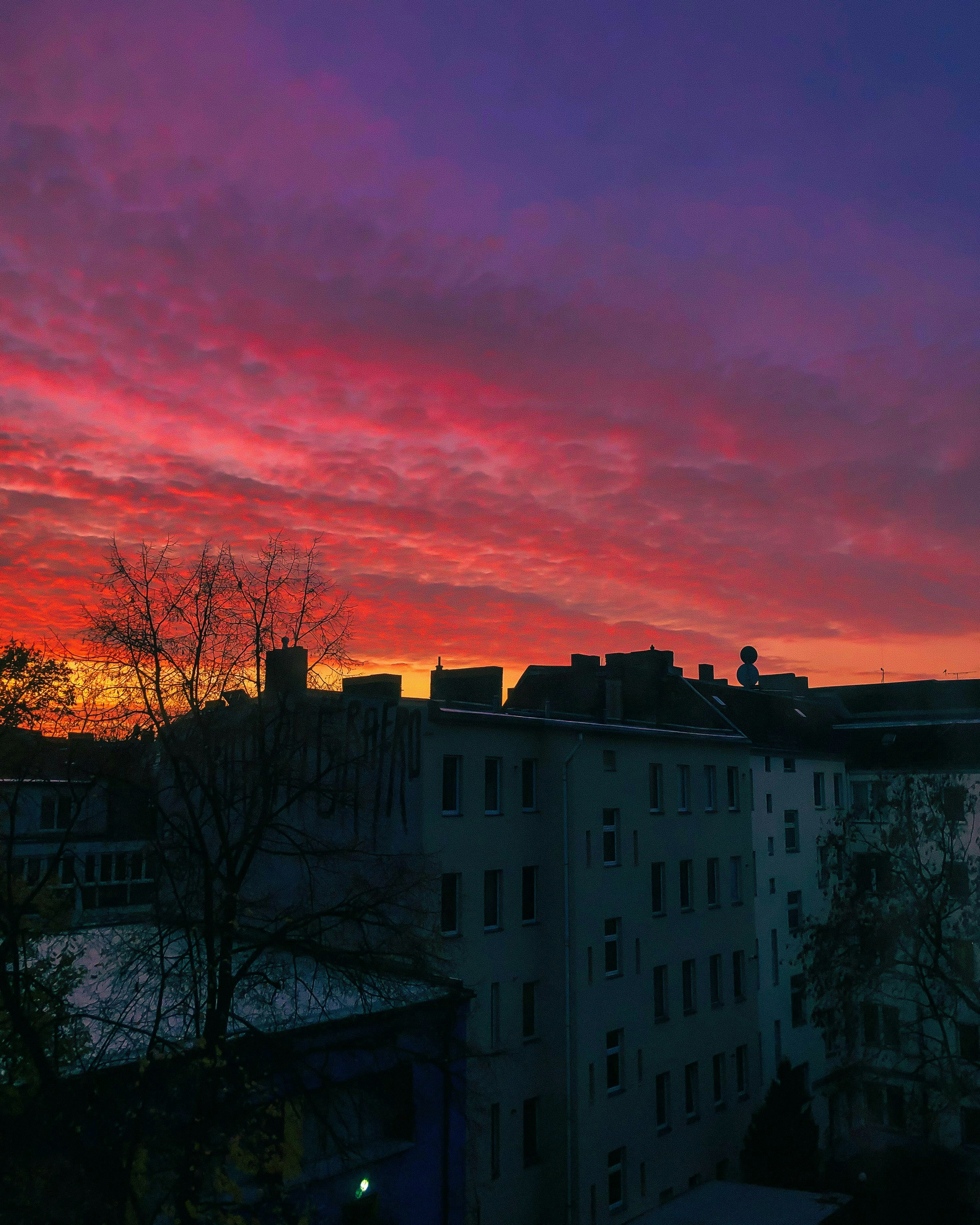 bare trees near white concrete building during sunset