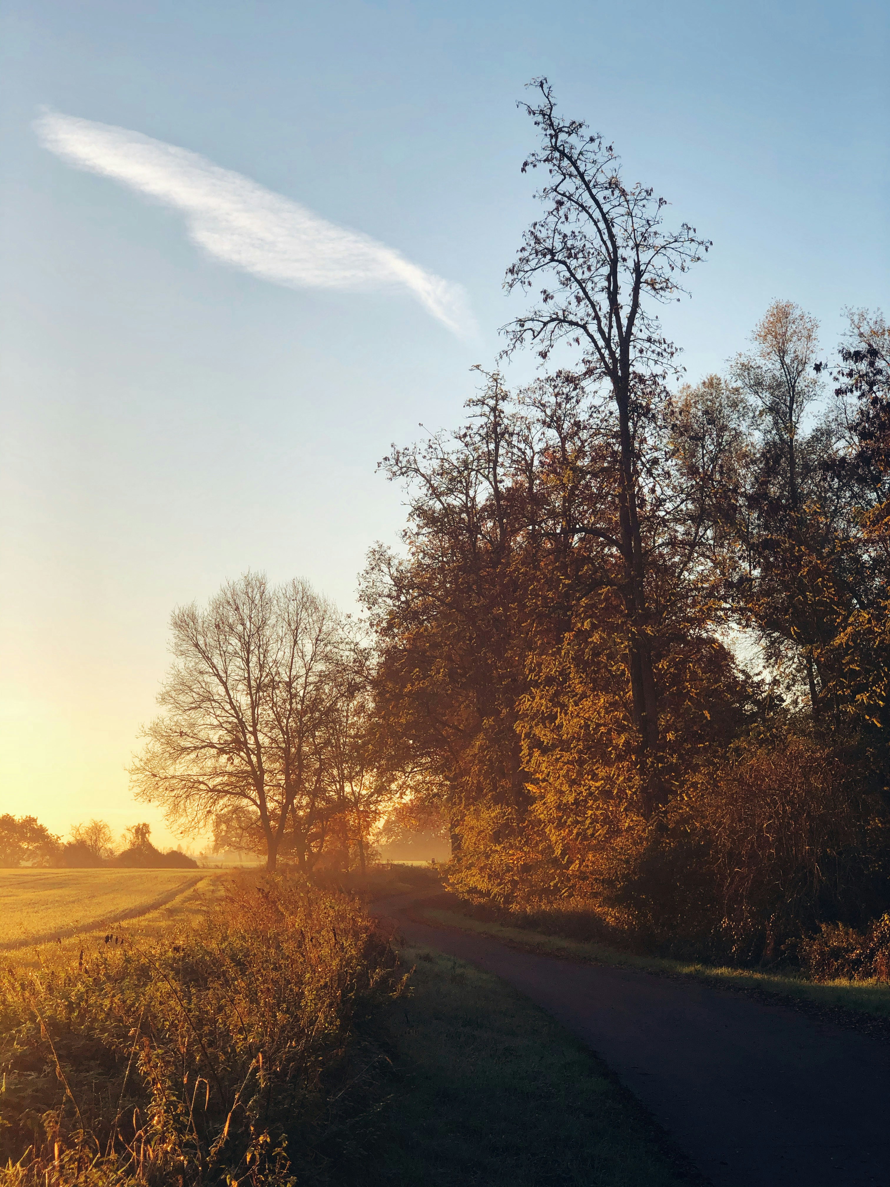 brown trees on brown field during daytime