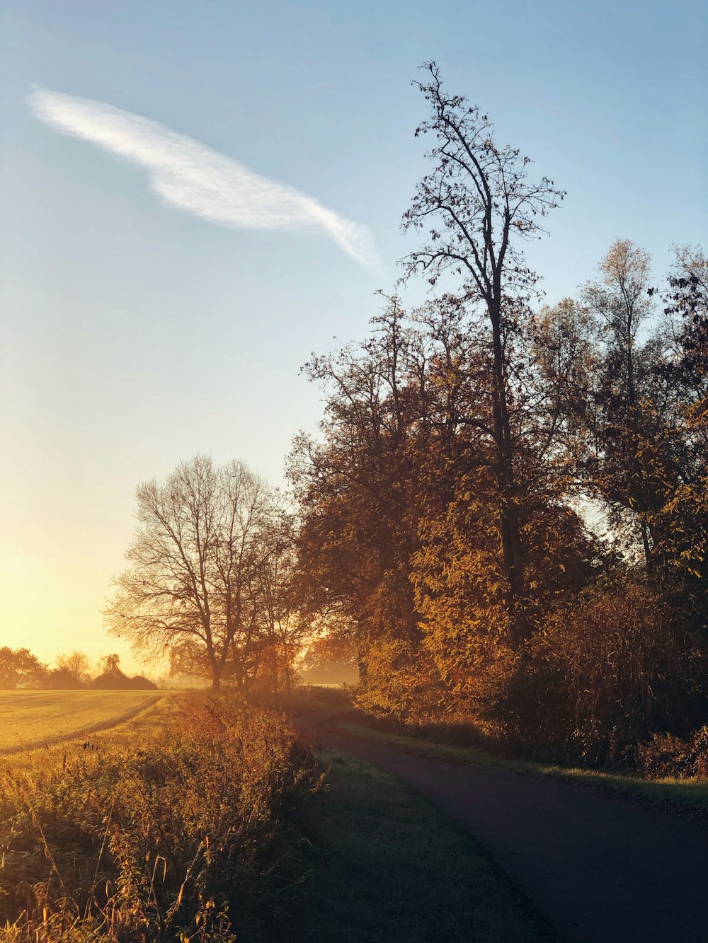 brown trees on brown field during daytime