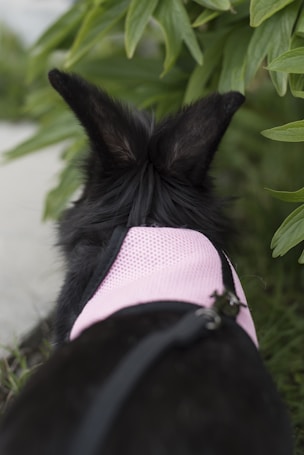 A black rabbit with large ears is wearing a pink harness and is positioned among green foliage.