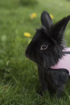 A black rabbit is standing on lush green grass while wearing a small pink harness. Its ears are perked up, and it is looking slightly to the side. In the background, there are hints of blurred yellow flowers.
