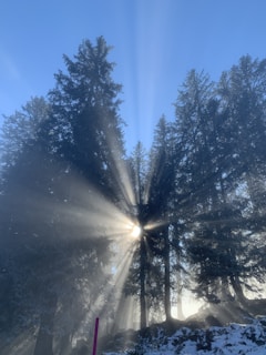 Sunlight filtering through pine trees onto a ridesleeve leaning against a weathered wooden bench after a day on the slopes