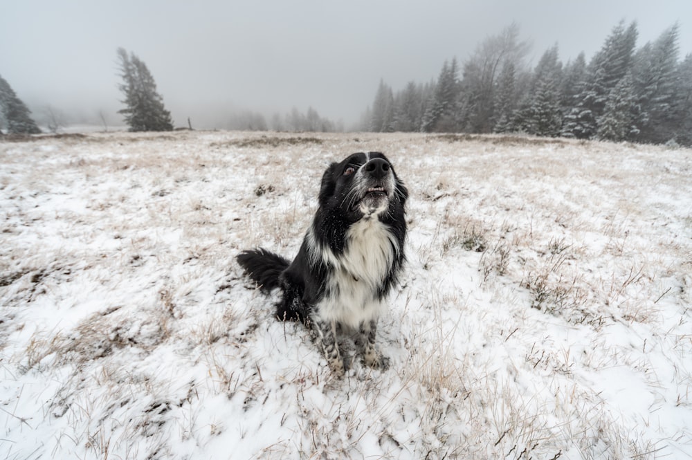 Schwarz-weißer Border Collie sitzt tagsüber auf braunem Feld