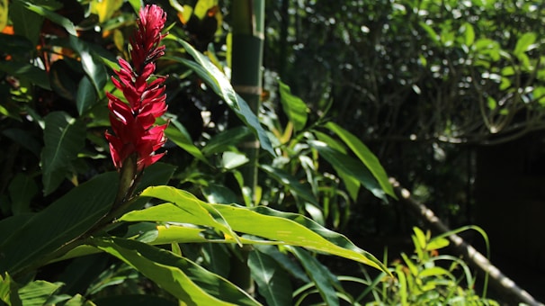 Sunlit ginger plants growing in rich Indonesian soil.