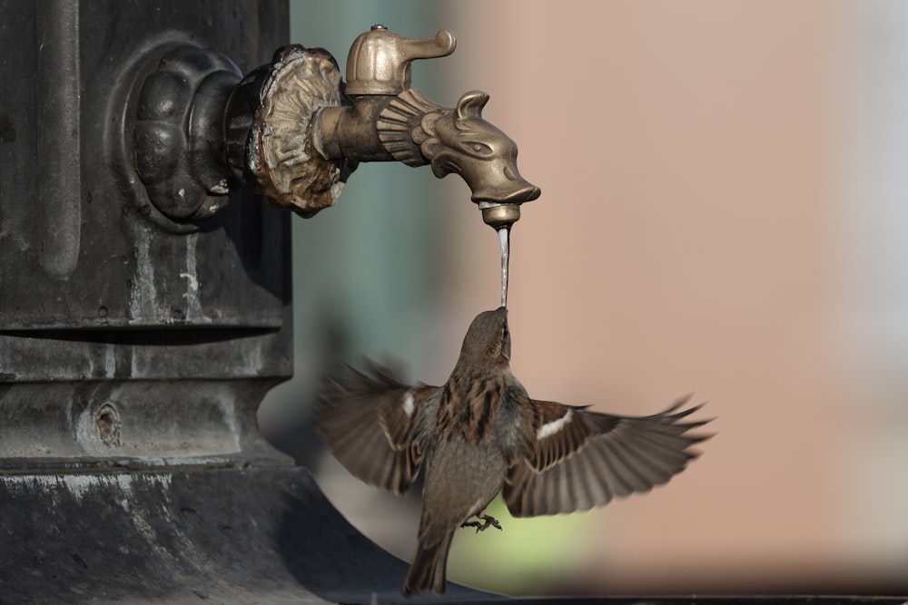 brown bird flying over black metal water fountain