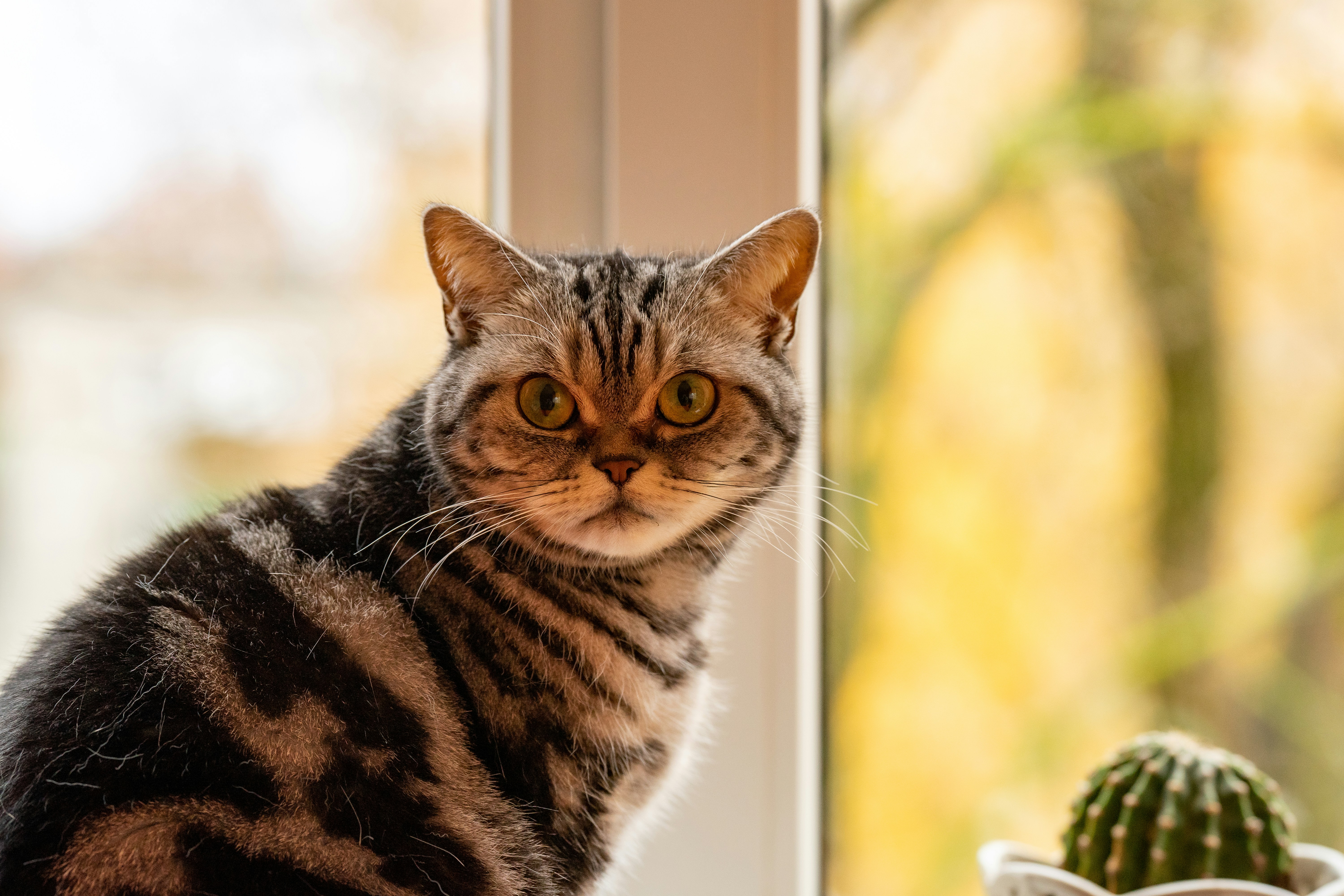 Gatto soriano marrone su tessuto leopardato marrone e nero foto – Immagine  gratis di Gatto su Unsplash, image size:3000x2000