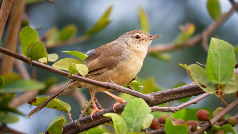 brown bird on brown tree branch during daytime