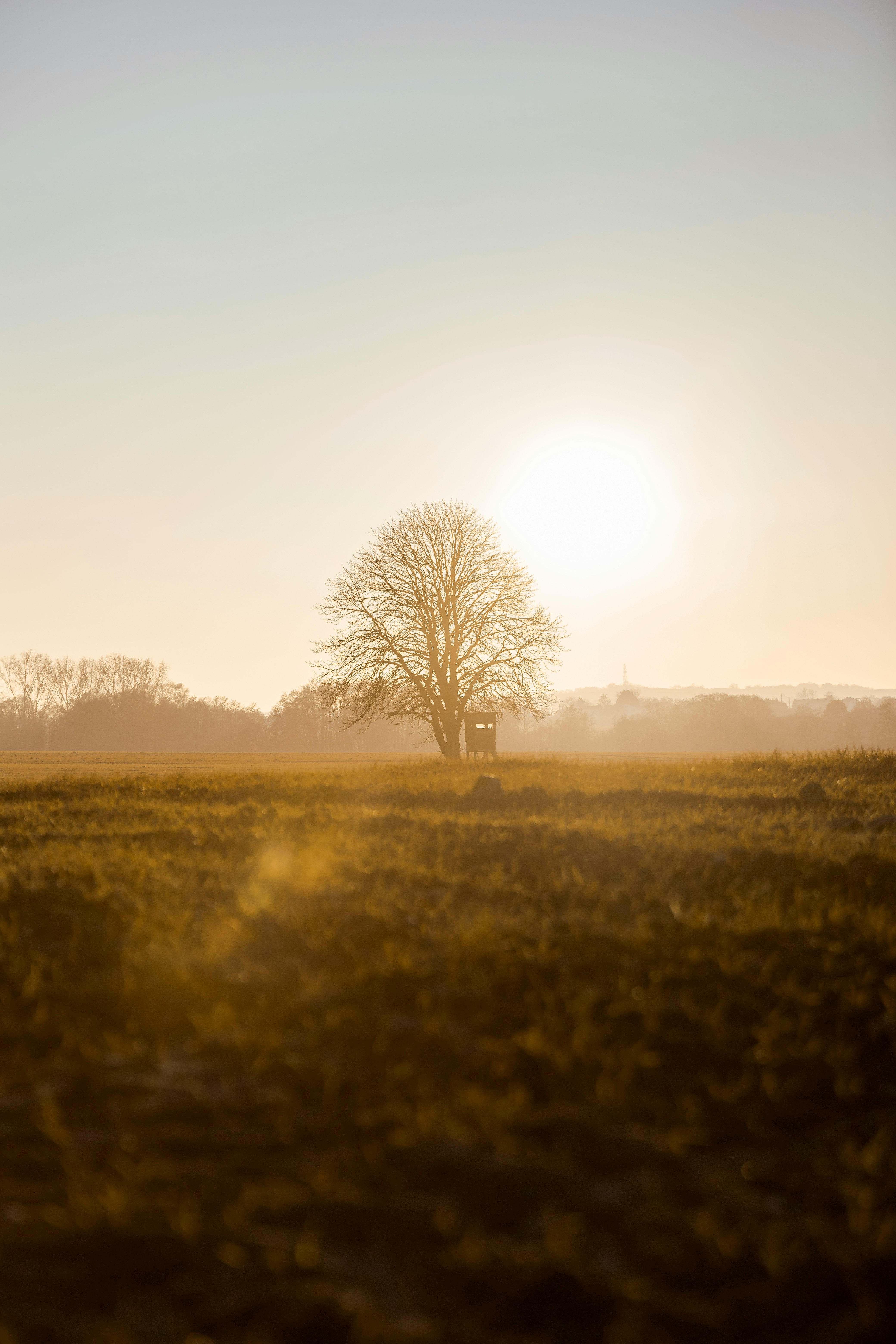 leafless tree on green grass field during daytime