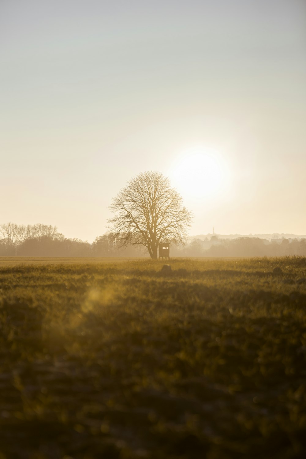 leafless tree on green grass field during daytime