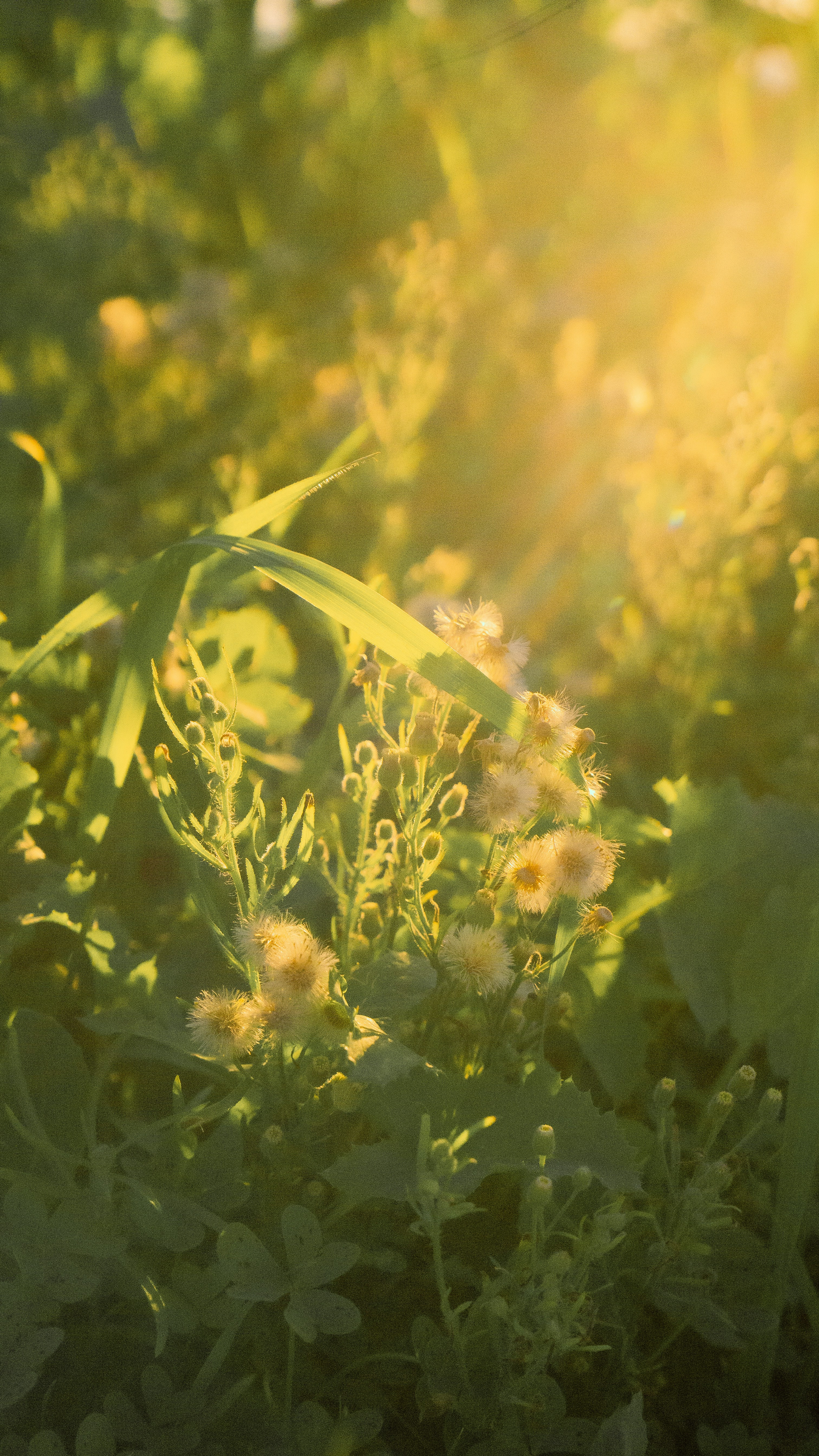 green and yellow flower in close up photography during daytime