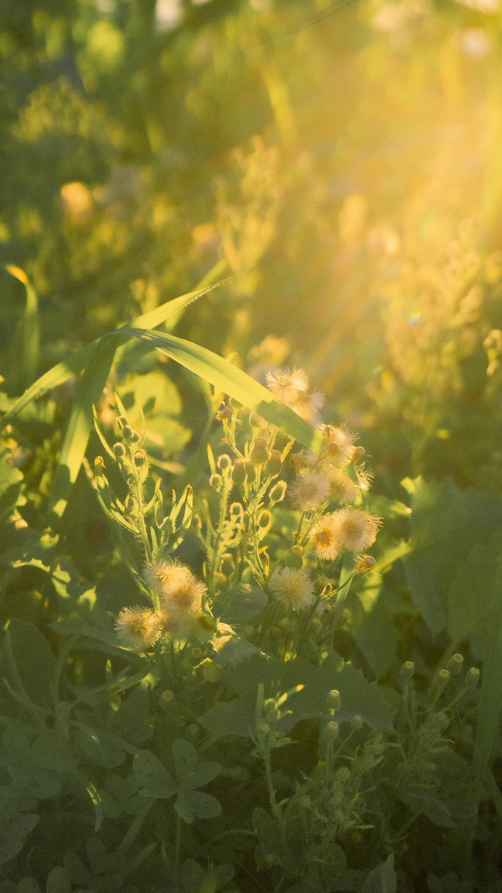 green and yellow flower in close up photography during daytime