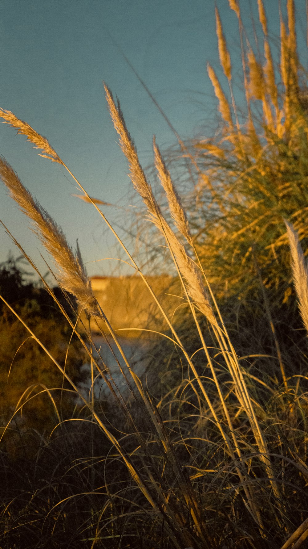 brown wheat field near lake during daytime