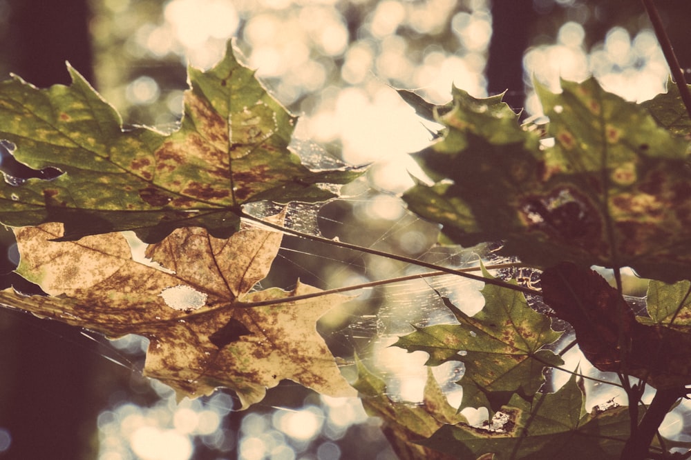 brown maple leaf on tree branch