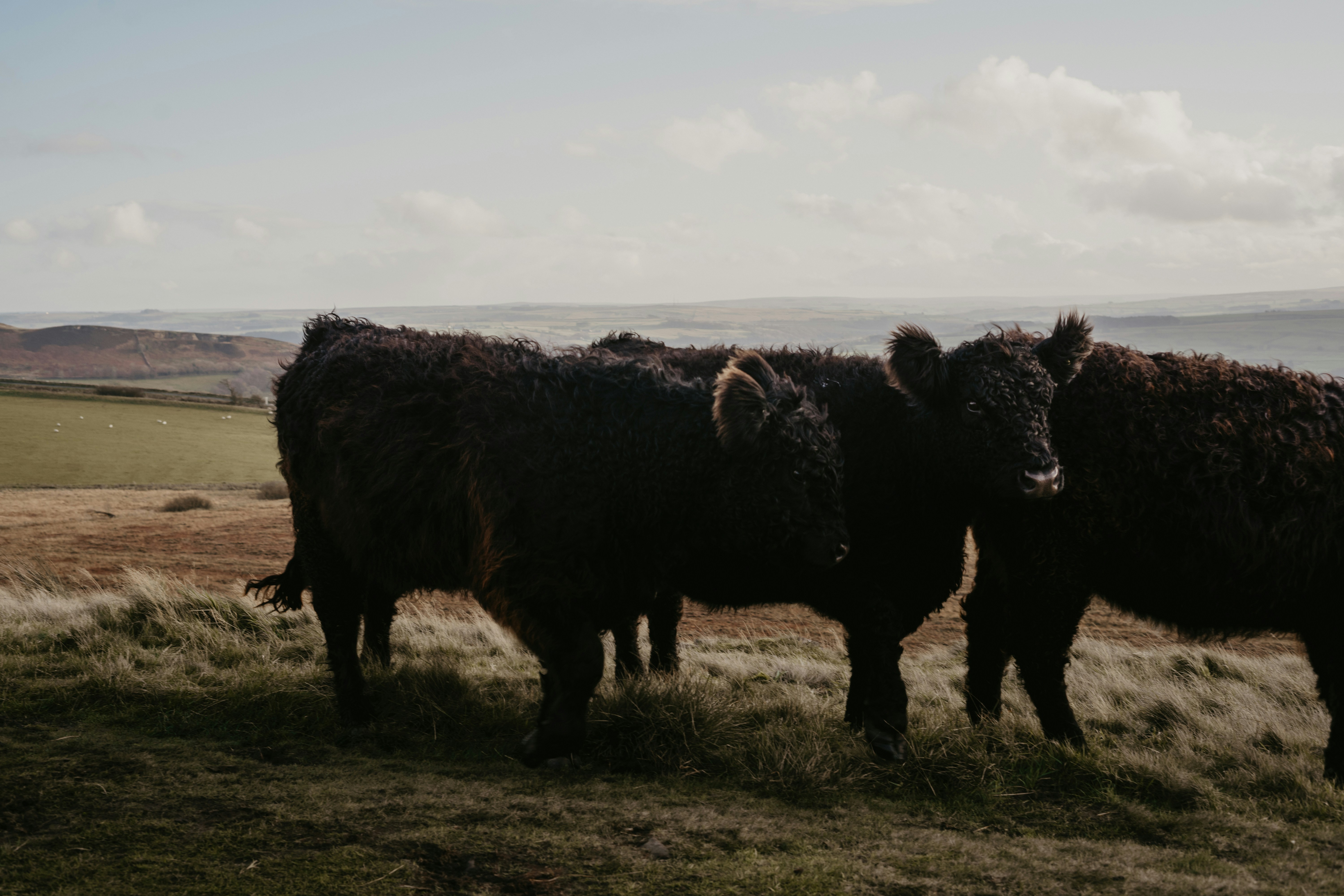 Black cow on green grass field during daytime photo – Free Black Image ...