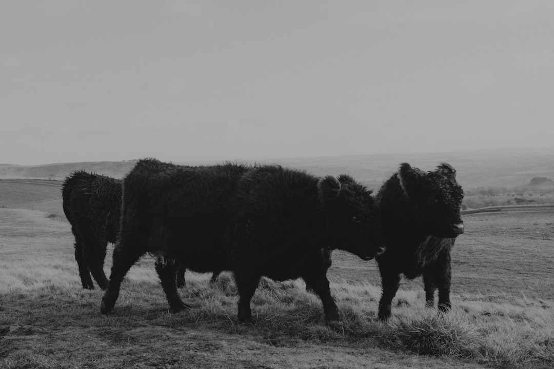 grayscale photo of 4 cows on grass field