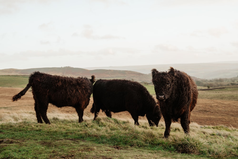 black cow on green grass field during daytime