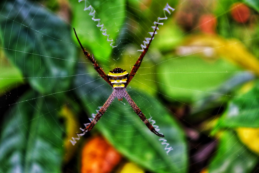 yellow and black spider on web in close up photography during daytime