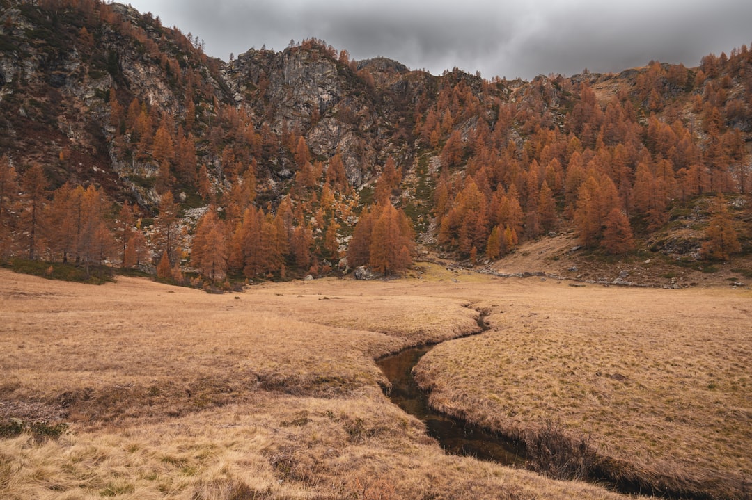 brown trees on brown field under cloudy sky during daytime, Orange zone