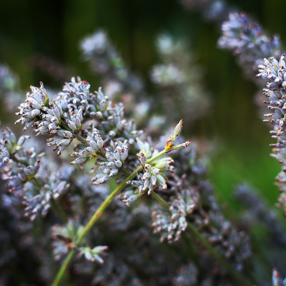 purple flowers in tilt shift lens