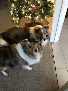 Two fluffy dogs are standing indoors on a carpet, near a Christmas tree adorned with lights and ornaments. One dog appears to be holding a rope toy in its mouth.