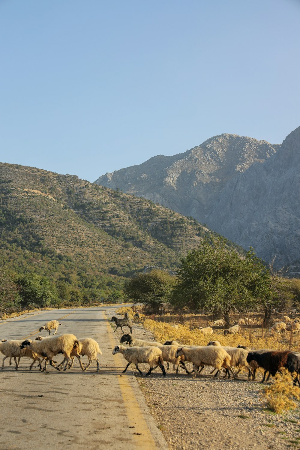 herd of sheep on green grass field near mountain during daytime