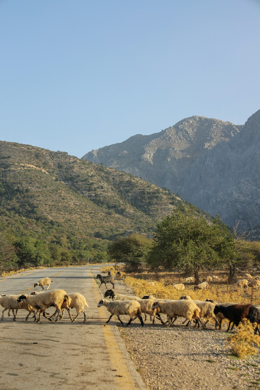 gregge di pecore sul campo di erba verde vicino alla montagna durante il giorno