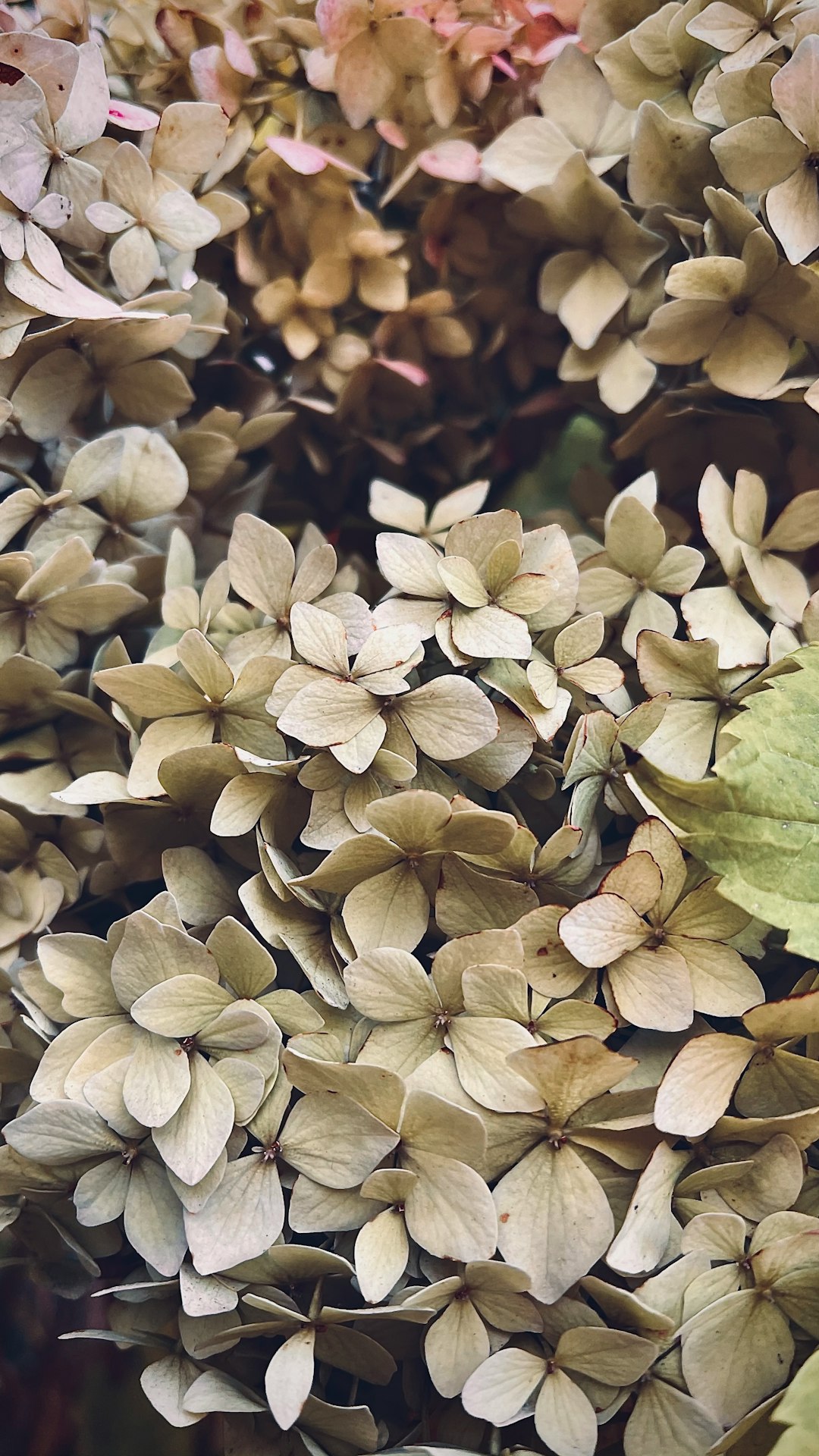 green and brown leaves in tilt shift lens