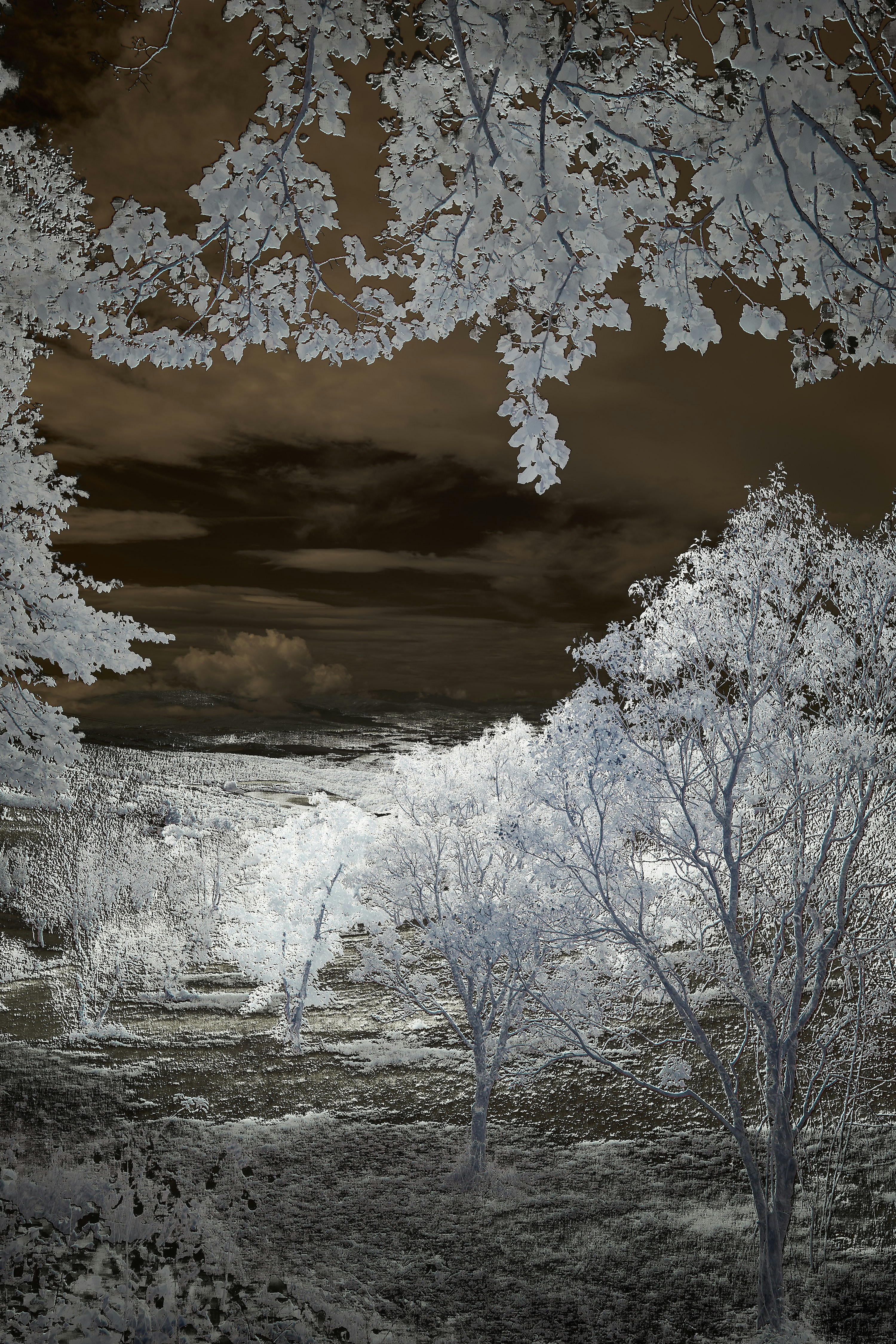 Snow covered trees under cloudy sky during daytime photo – Free Grey ...