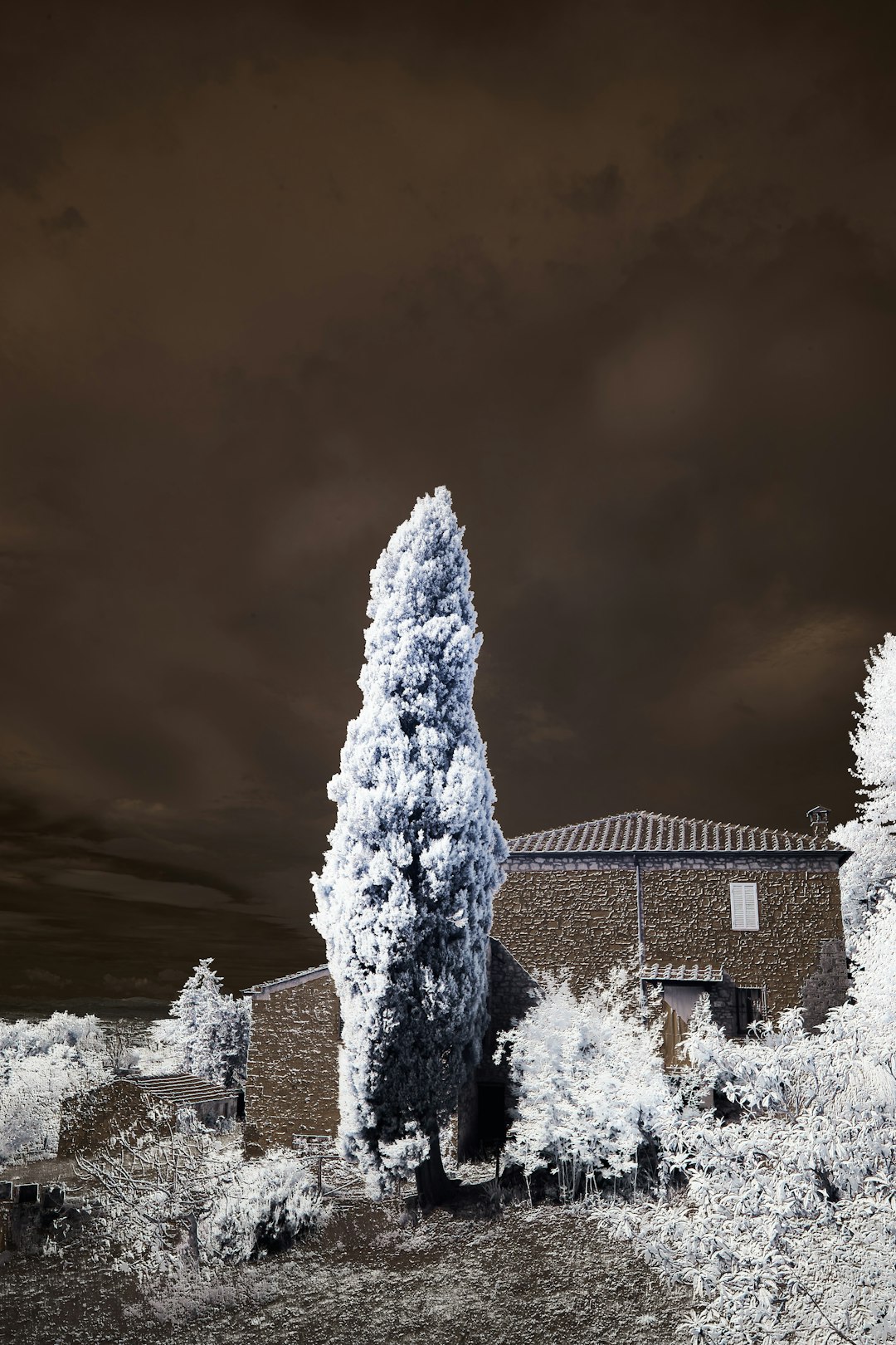 brown tree trunk near brown concrete building under white clouds during daytime