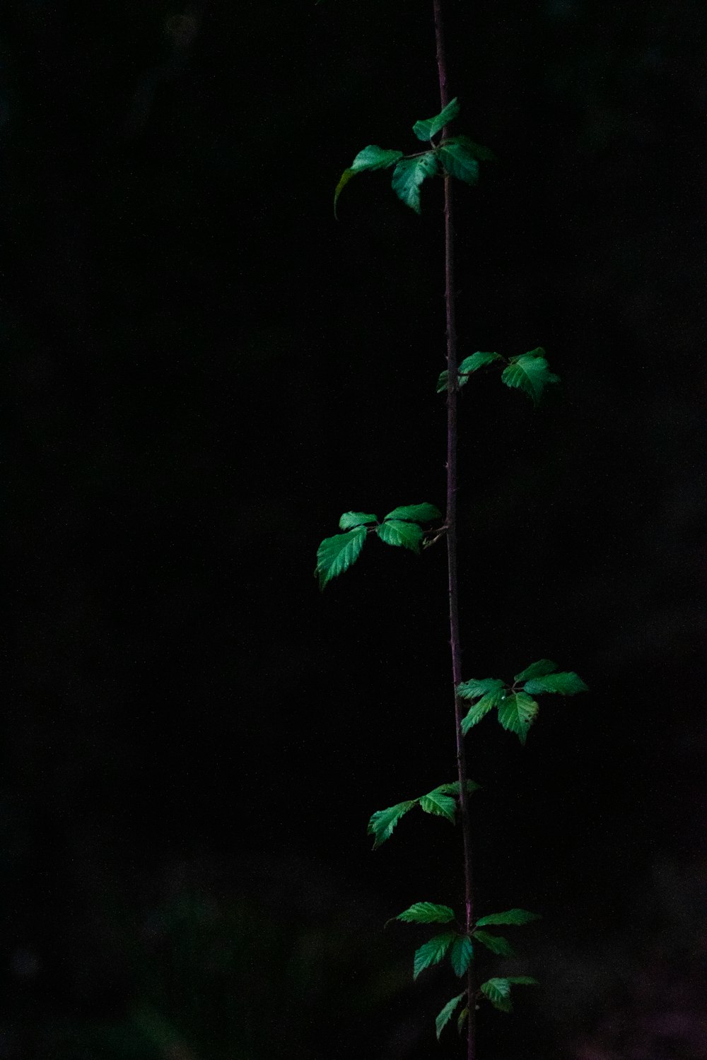 green plant with white background